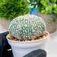 Custom Order- We’ll send you the exact live plant pictured (T4) (p6) | Ship from USA | 3" Pot