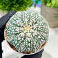 Custom Order- We’ll send you the exact live plant pictured (T4) (p6) | Ship from USA | 3" Pot
