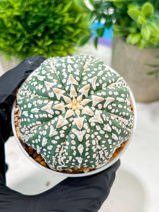 Custom Order- We’ll send you the exact live plant pictured (T4) (p6) | Ship from USA | 3" Pot