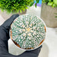 Custom Order- We’ll send you the exact live plant pictured (T4) (p6) | Ship from USA | 3" Pot