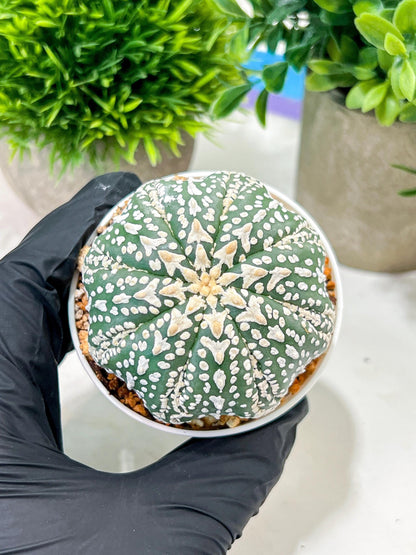 Custom Order- We’ll send you the exact live plant pictured (T4) (p6) | Ship from USA | 3" Pot
