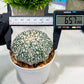 Custom Order- We’ll send you the exact live plant pictured (T4) (p6) | Ship from USA | 3" Pot