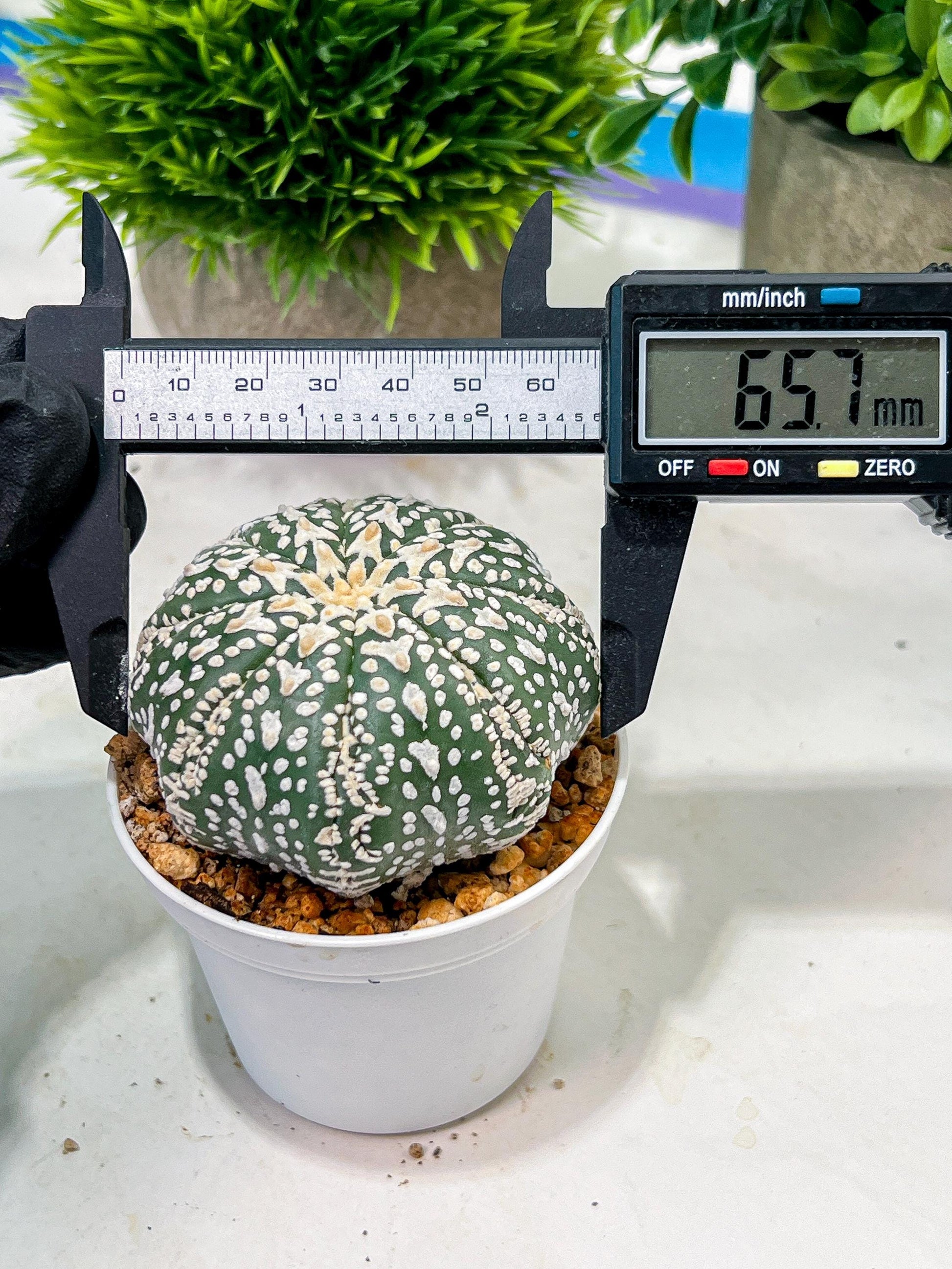 Custom Order- We’ll send you the exact live plant pictured (T4) (p6) | Ship from USA | 3" Pot