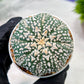 Custom Order- We’ll send you the exact live plant pictured (T4) (p6) | Ship from USA | 3" Pot