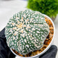 Custom Order- We’ll send you the exact live plant pictured (T4) (p6) | Ship from USA | 3" Pot