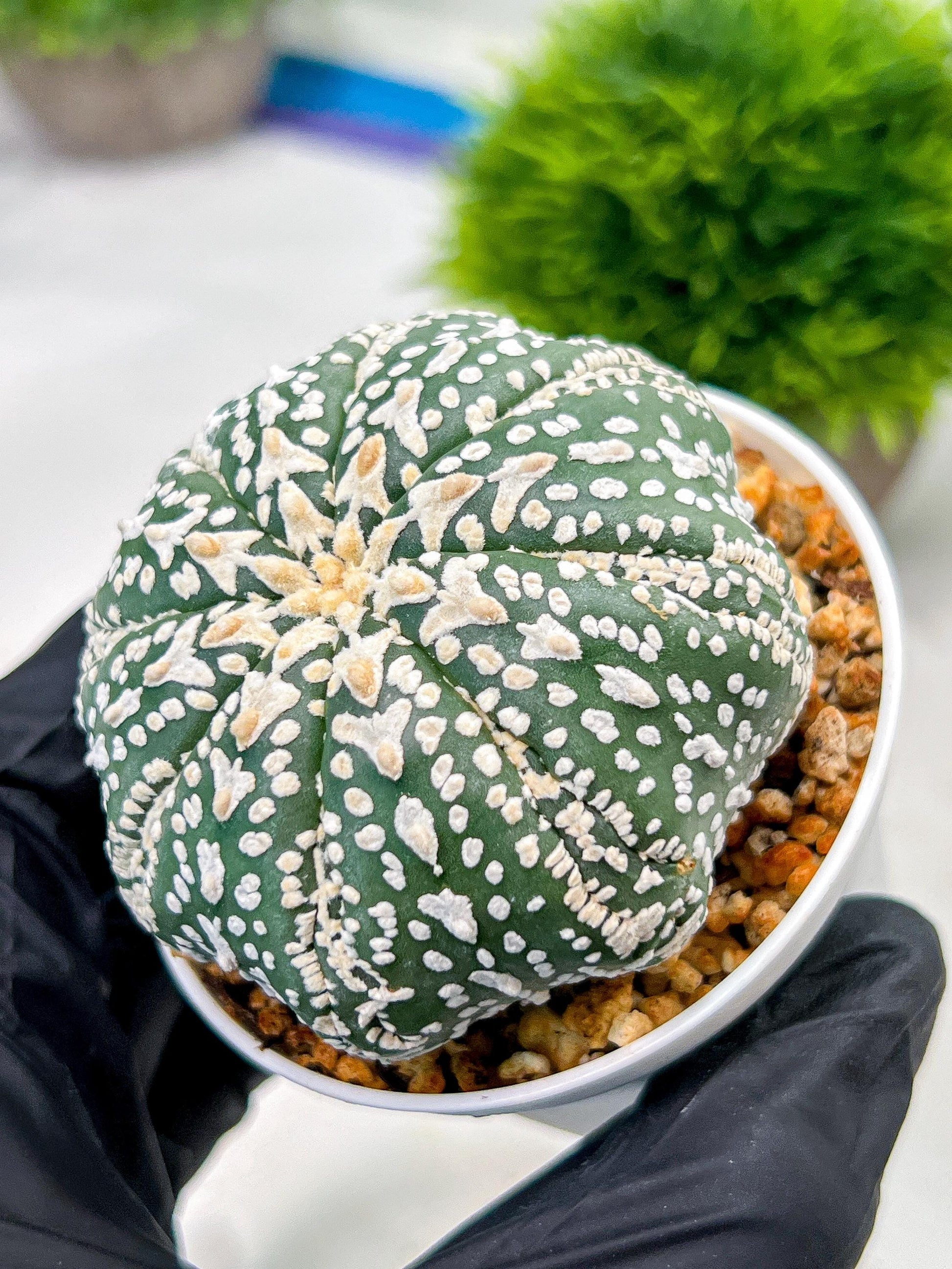 Custom Order- We’ll send you the exact live plant pictured (T4) (p6) | Ship from USA | 3" Pot