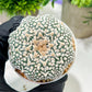 Custom Order- We’ll send you the exact live plant pictured (T4) (p7) | Las Vegas Seller | 3" Pot