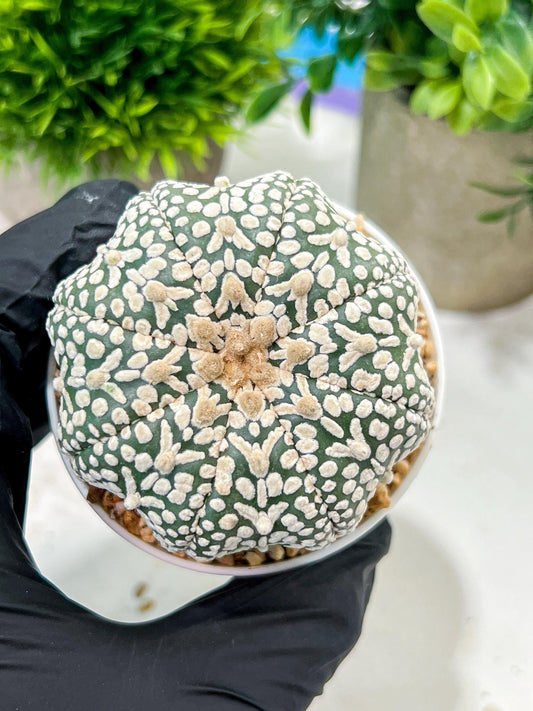 Custom Order- We’ll send you the exact live plant pictured (T4) (p7) | Las Vegas Seller | 3" Pot