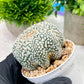 Custom Order- We’ll send you the exact live plant pictured (T4) (p7) | Las Vegas Seller | 3" Pot