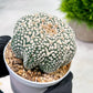 Custom Order- We’ll send you the exact live plant pictured (T4) (p7) | Las Vegas Seller | 3" Pot