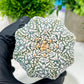 Custom Order- We’ll send you the exact live plant pictured (T4) (y1) | NEVADA Plant Seller | 3" Pot