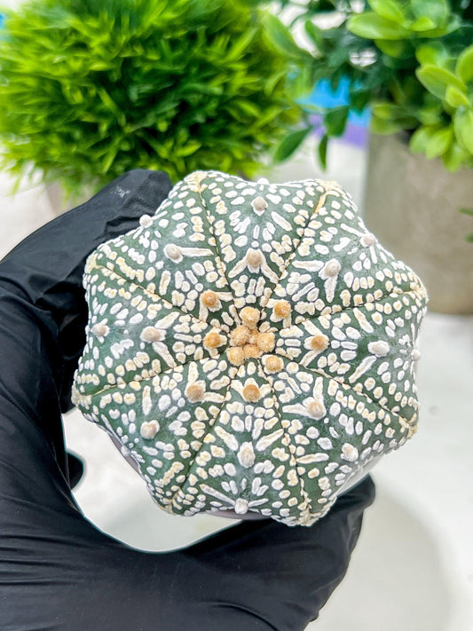 Custom Order- We’ll send you the exact live plant pictured (T4) (y1) | NEVADA Plant Seller | 3" Pot