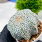 Custom Order- We’ll send you the exact live plant pictured (T4) (y1) | NEVADA Plant Seller | 3" Pot