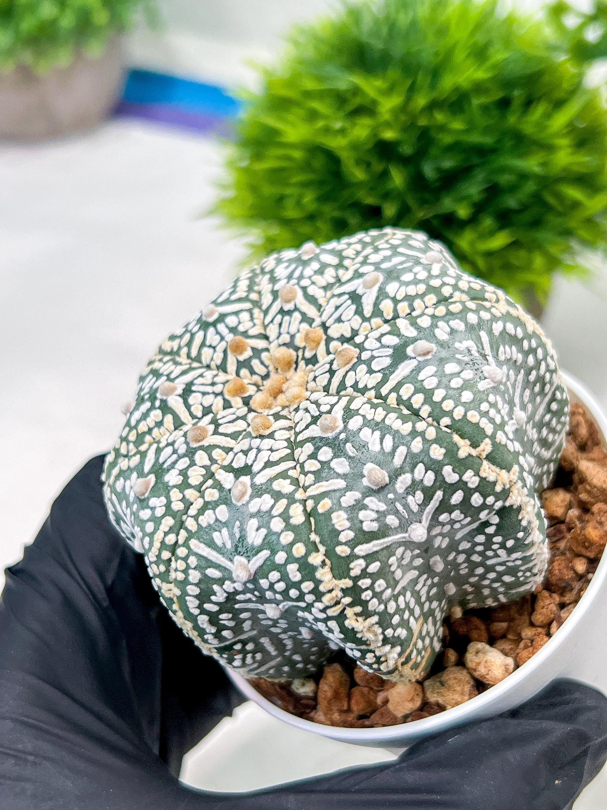 Custom Order- We’ll send you the exact live plant pictured (T4) (y1) | NEVADA Plant Seller | 3" Pot