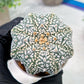 Custom Order- We’ll send you the exact live plant pictured (T4) (y1) | NEVADA Plant Seller | 3" Pot