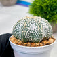 Custom Order- We’ll send you the exact live plant pictured (T4) (y2) | USA Plant Seller | 3" Pot