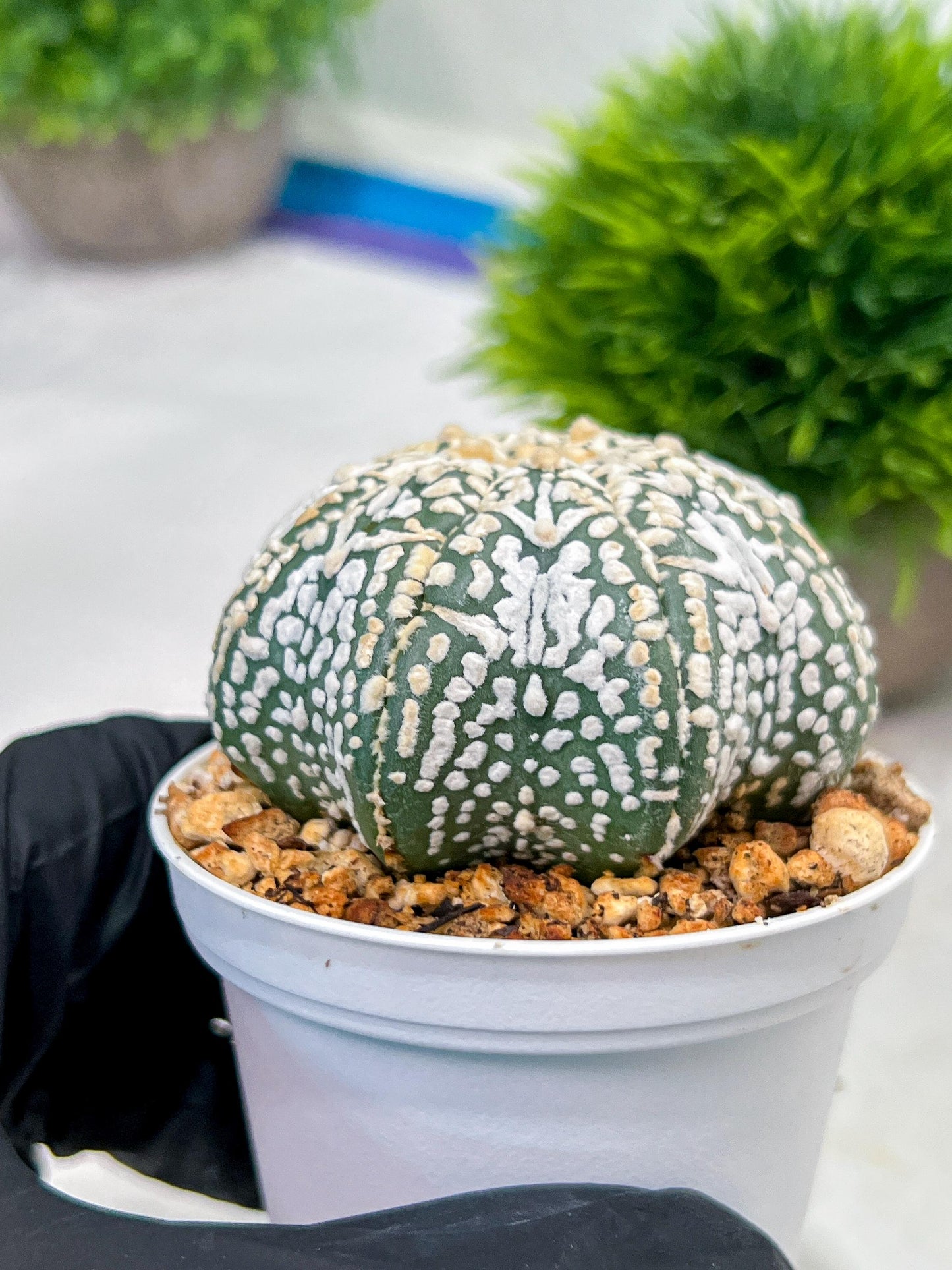 Custom Order- We’ll send you the exact live plant pictured (T4) (y2) | USA Plant Seller | 3" Pot