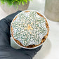 Custom Order- We’ll send you the exact live plant pictured (T4) (y2) | USA Plant Seller | 3" Pot