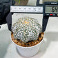 Custom Order- We’ll send you the exact live plant pictured (T4) (y2) | USA Plant Seller | 3" Pot