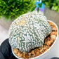 Custom Order- We’ll send you the exact live plant pictured (T4) (y2) | USA Plant Seller | 3" Pot