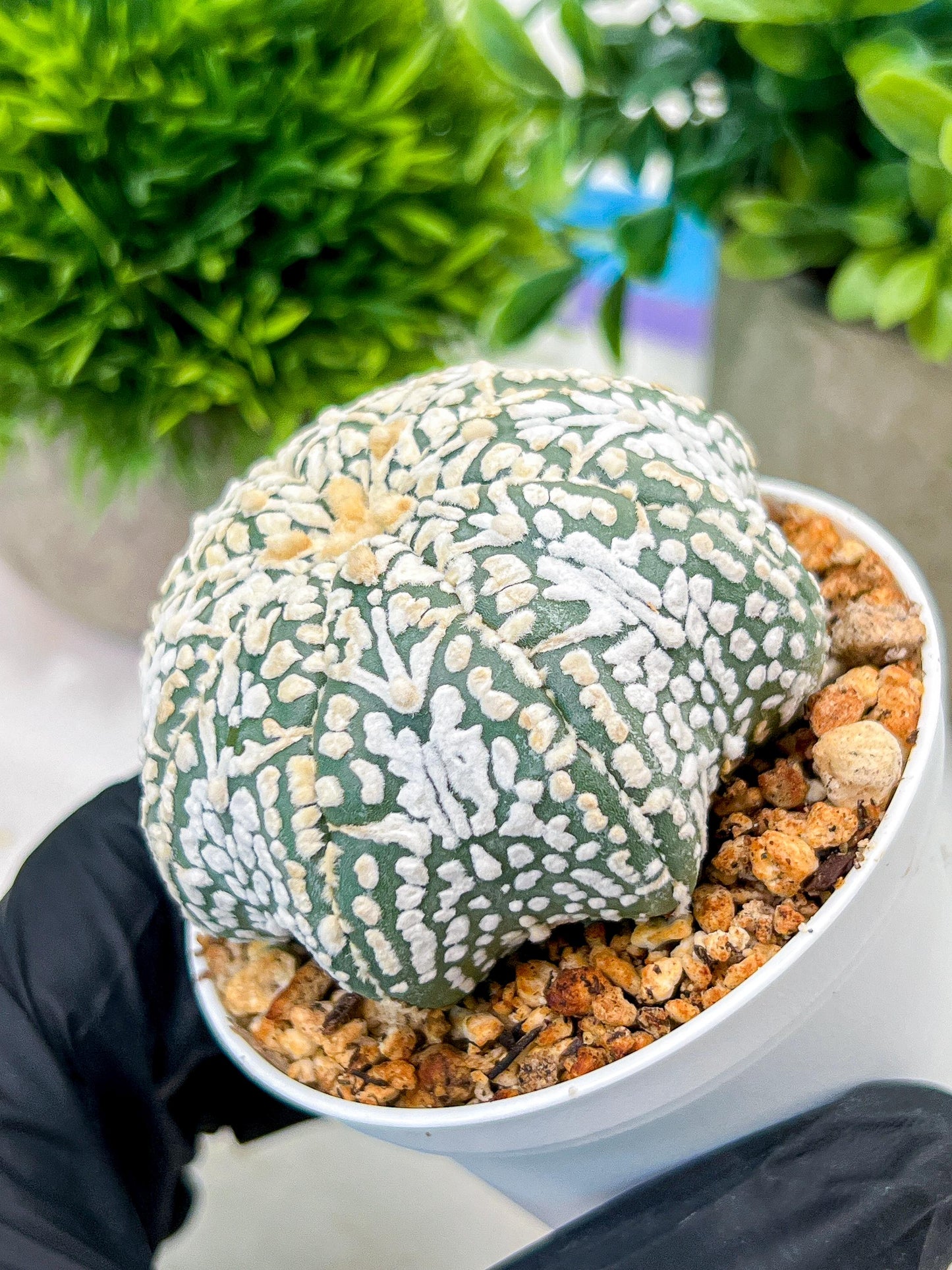 Custom Order- We’ll send you the exact live plant pictured (T4) (y2) | USA Plant Seller | 3" Pot