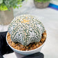 Custom Order- We’ll send you the exact live plant pictured (T4) (y2) | USA Plant Seller | 3" Pot