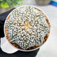 Custom Order- We’ll send you the exact live plant pictured (T4) (y2) | USA Plant Seller | 3" Pot