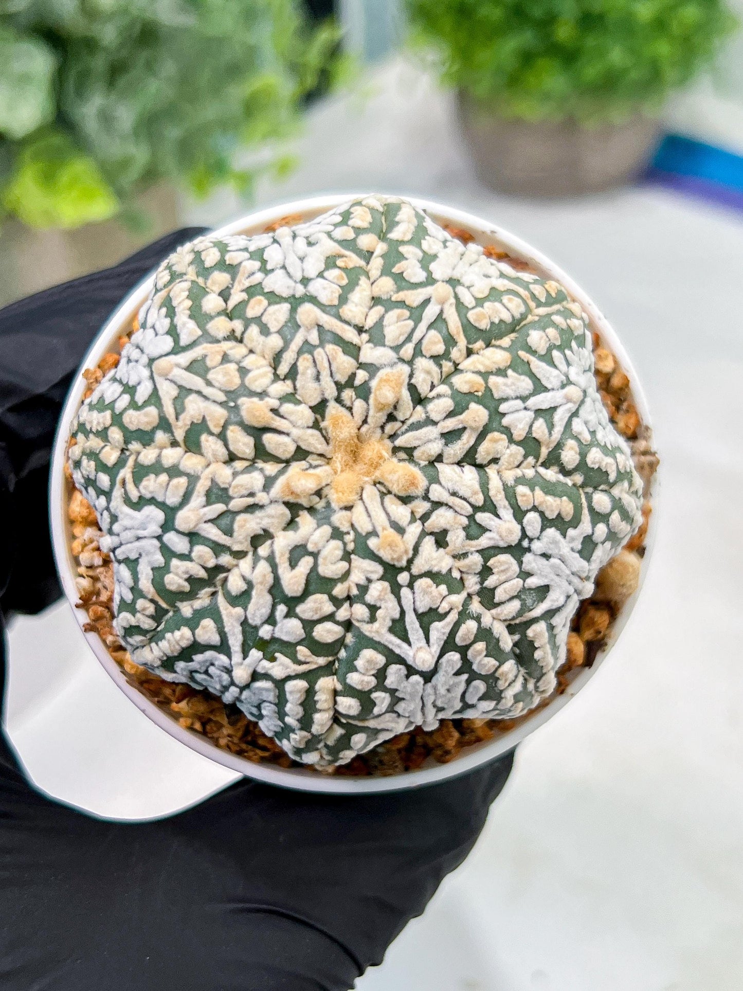 Custom Order- We’ll send you the exact live plant pictured (T4) (y2) | USA Plant Seller | 3" Pot