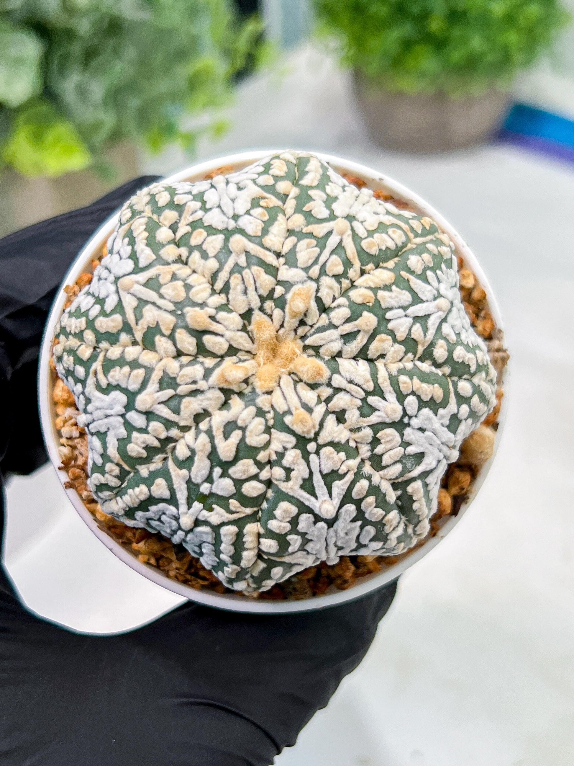 Custom Order- We’ll send you the exact live plant pictured (T4) (y2) | USA Plant Seller | 3" Pot