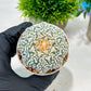 Custom Order- We’ll send you the exact live plant pictured (T4) (y3) | Las Vegas Plant Seller | 3" Pot