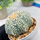 Custom Order- We’ll send you the exact live plant pictured (T4) (y3) | Las Vegas Plant Seller | 3" Pot