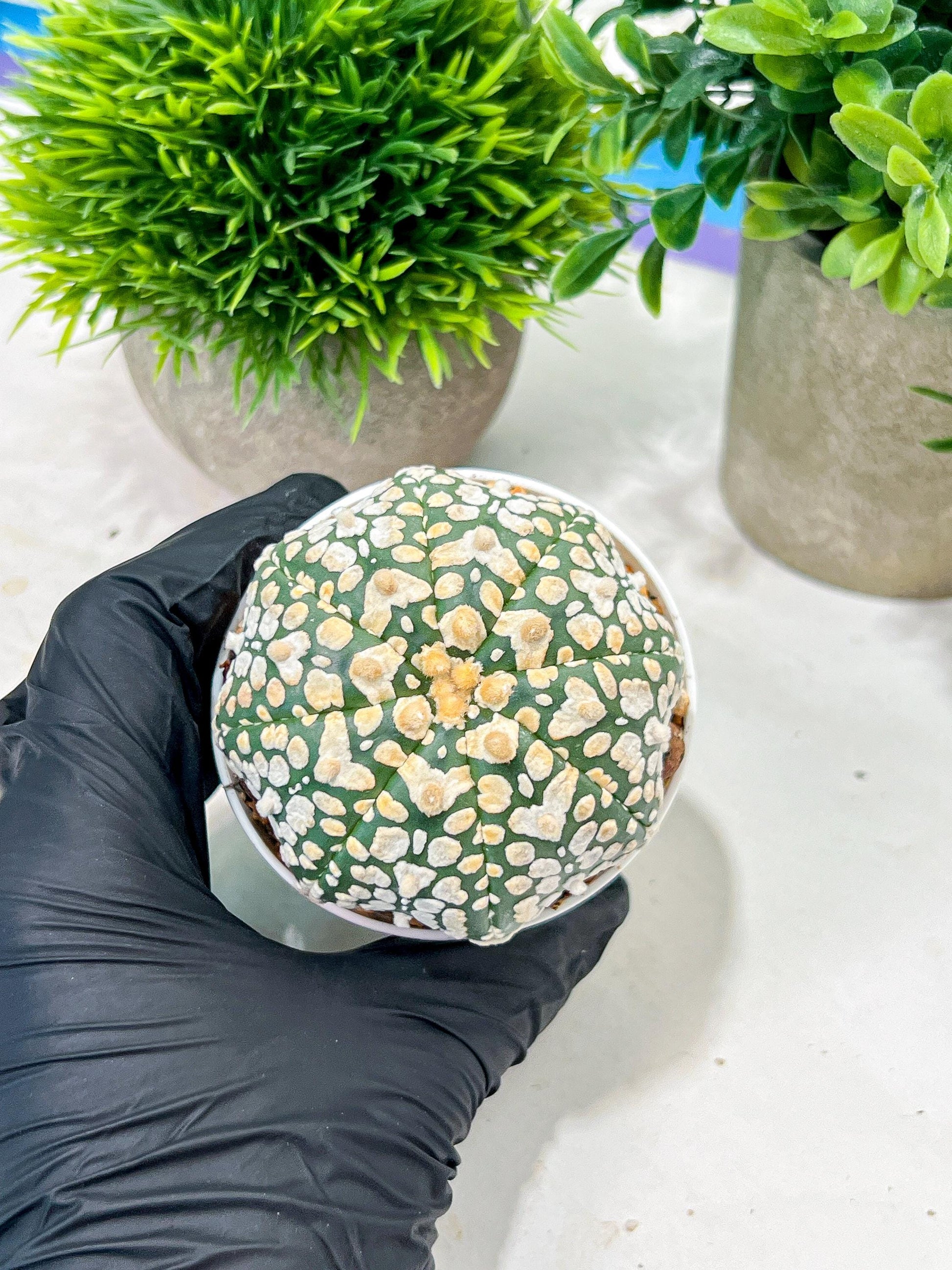 Custom Order- We’ll send you the exact live plant pictured (T4) (y4) | Vegas Plant Shop | 3" Pot