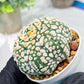 Custom Order- We’ll send you the exact live plant pictured (T4) (y4) | Vegas Plant Shop | 3" Pot
