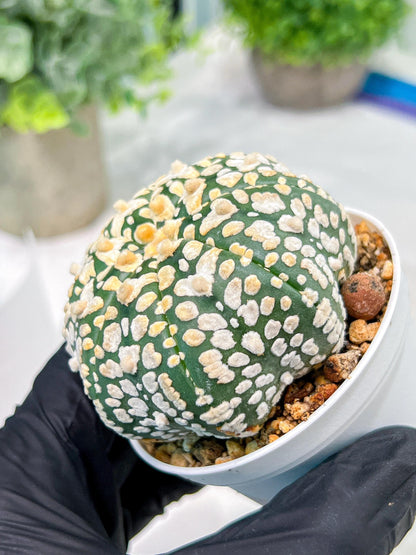 Custom Order- We’ll send you the exact live plant pictured (T4) (y4) | Vegas Plant Shop | 3" Pot