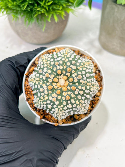Custom Order- We’ll send you the exact live plant pictured (T4) (y5) | USA Plant SHOP | 3" Pot