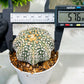Custom Order- We’ll send you the exact live plant pictured (T4) (y5) | USA Plant SHOP | 3" Pot