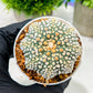 Custom Order- We’ll send you the exact live plant pictured (T4) (y5) | USA Plant SHOP | 3" Pot