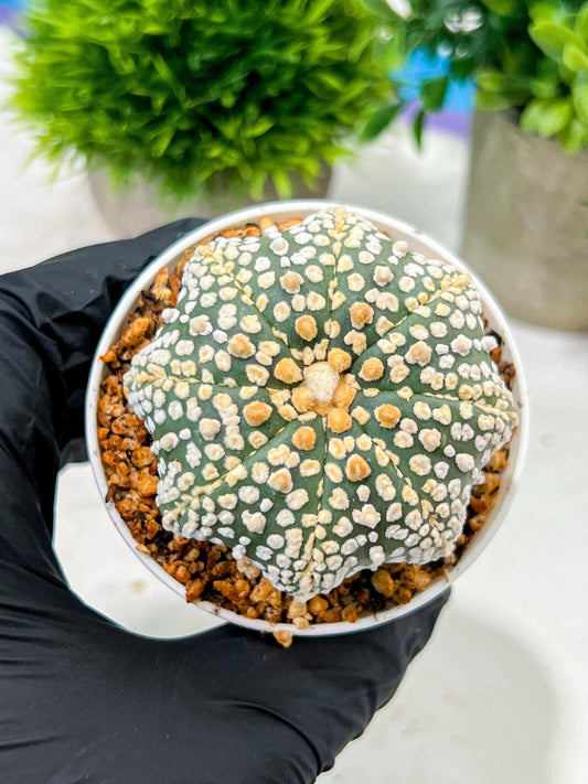 Custom Order- We’ll send you the exact live plant pictured (T4) (y5) | USA Plant SHOP | 3" Pot