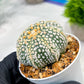 Custom Order- We’ll send you the exact live plant pictured (T4) (y5) | USA Plant SHOP | 3" Pot