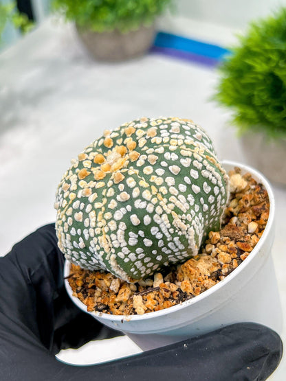Custom Order- We’ll send you the exact live plant pictured (T4) (y5) | USA Plant SHOP | 3" Pot