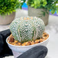 Custom Order- We’ll send you the exact live plant pictured (T4) (Y6) | Ship from USA | 3" Pot
