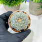 Custom Order- We’ll send you the exact live plant pictured (T4) (Y6) | Ship from USA | 3" Pot