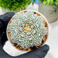 Custom Order- We’ll send you the exact live plant pictured (T4) (Y6) | Ship from USA | 3" Pot