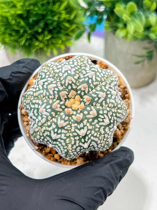 Custom Order- We’ll send you the exact live plant pictured (T4) (Y6) | Ship from USA | 3" Pot
