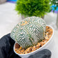 Custom Order- We’ll send you the exact live plant pictured (T4) (Y6) | Ship from USA | 3" Pot