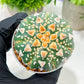 Custom Order- We’ll send you the exact live plant pictured (T4) (y7) | Las Vegas Seller | 3" Pot