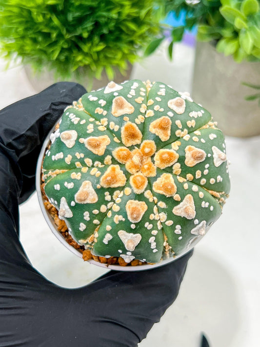 Custom Order- We’ll send you the exact live plant pictured (T4) (y7) | Las Vegas Seller | 3" Pot