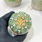 Custom Order- We’ll send you the exact live plant pictured (T4) (y7) | Las Vegas Seller | 3" Pot