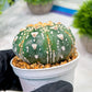 Custom Order- We’ll send you the exact live plant pictured (T4) (y7) | Las Vegas Seller | 3" Pot