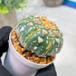Custom Order- We’ll send you the exact live plant pictured (T4) (y7) | Las Vegas Seller | 3" Pot